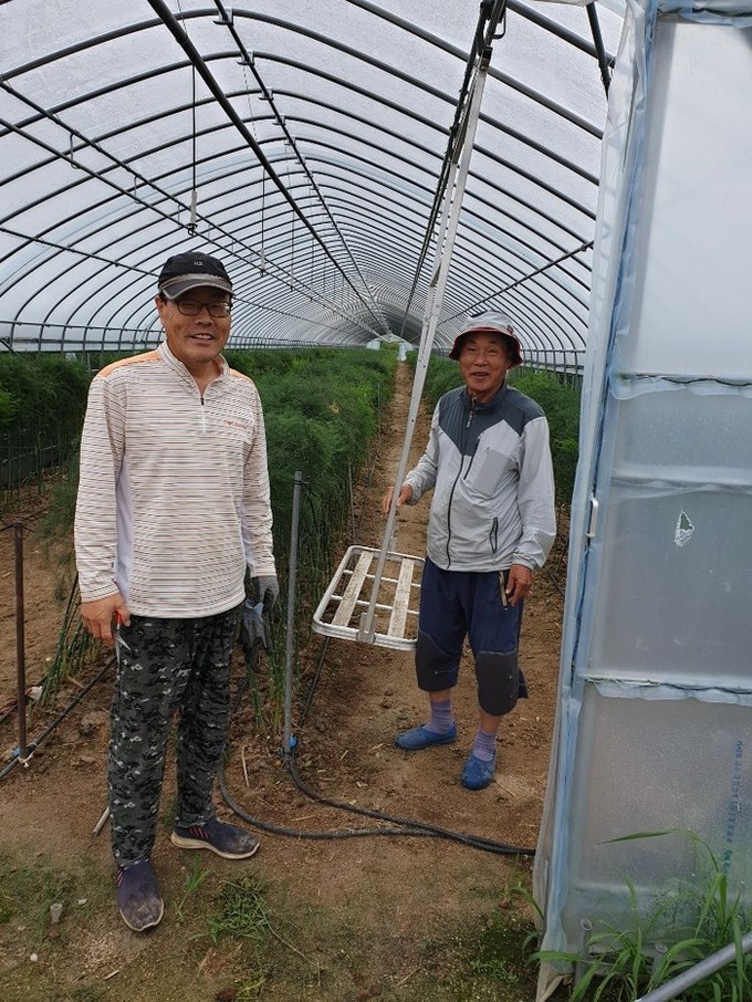 명예퇴직 후 아스파라거스에 푹 빠져 ...